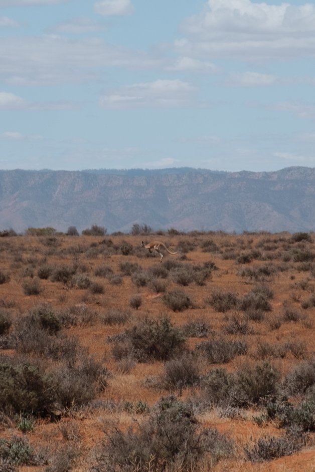 jana meerman matthew flinders lookout australia-03
