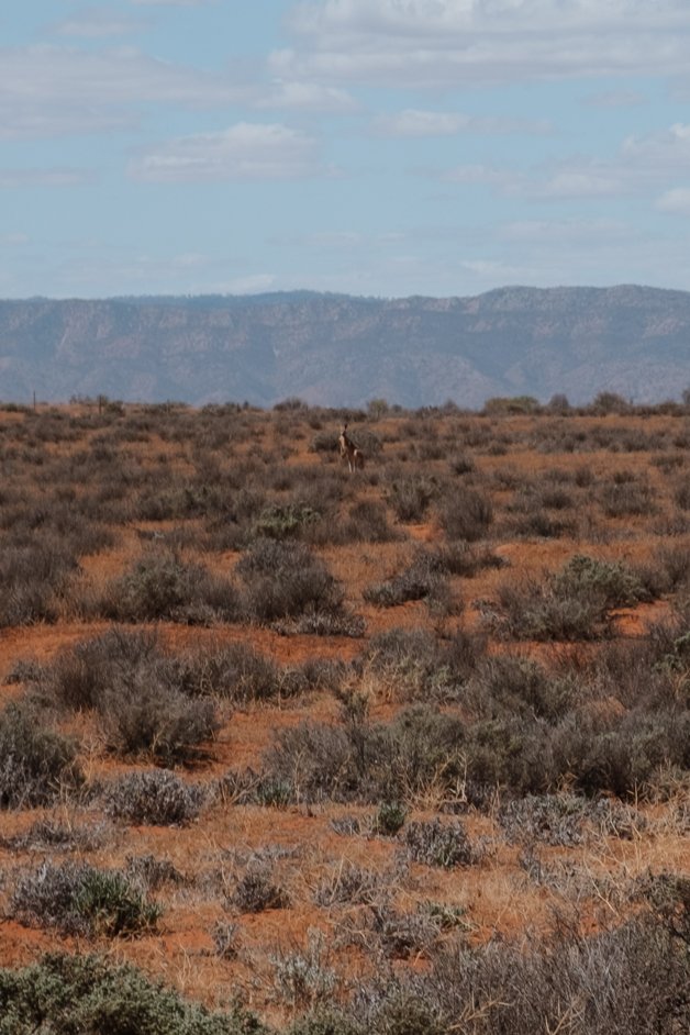 jana meerman matthew flinders lookout australia-03