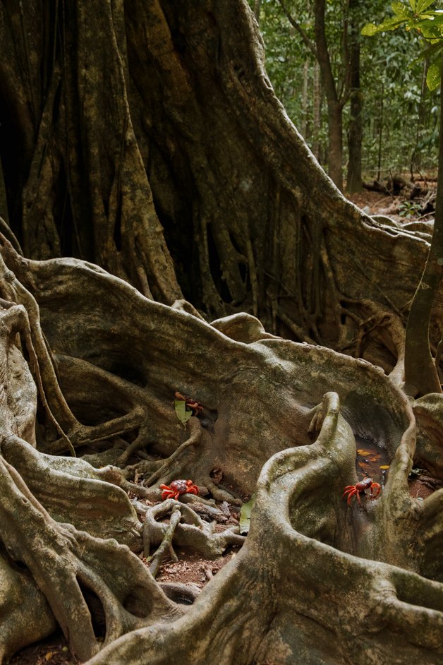 jana meerman blowholes christmas island-01