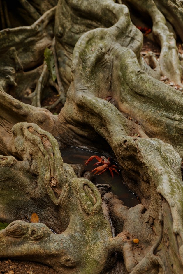 jana meerman blowholes christmas island-33