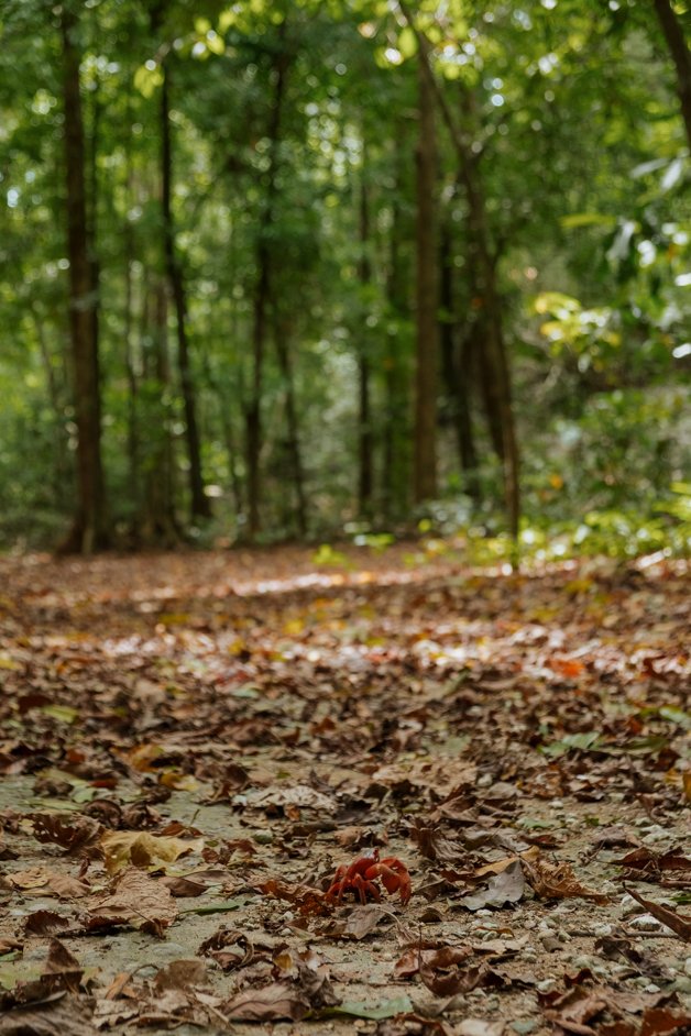jana meerman blowholes christmas island-01