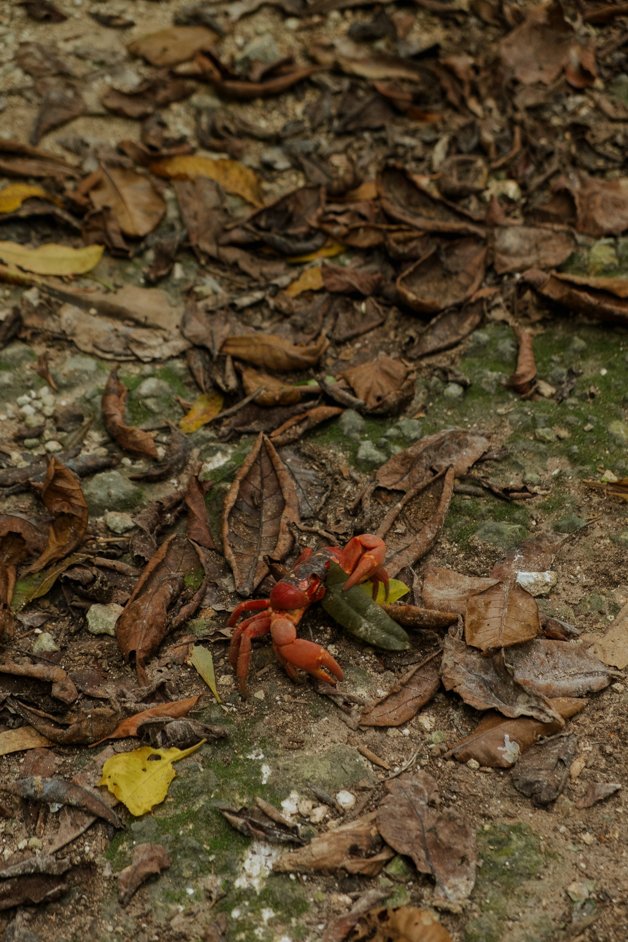 jana meerman blowholes christmas island-33