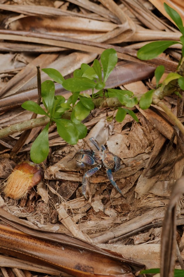 jana meerman blowholes christmas island-27