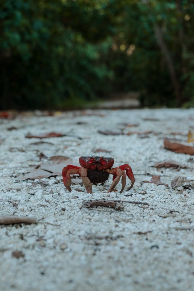 jana meerman dolly beach christmas island-37