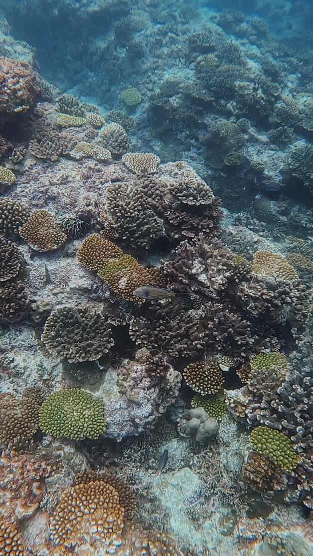 jana meerman ethel beach snorkeling christmas island-22