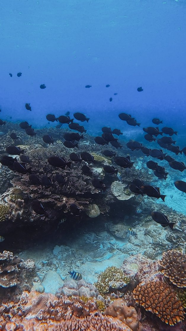 jana meerman ethel beach snorkeling christmas island-22