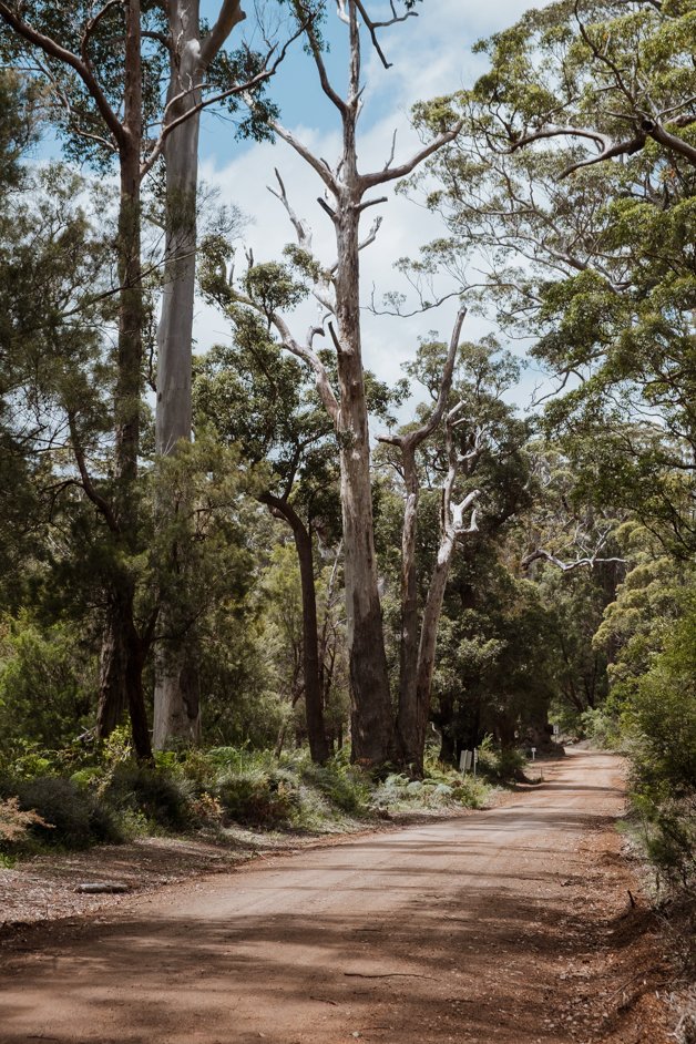 jana meerman giant tingle tree western australia-07