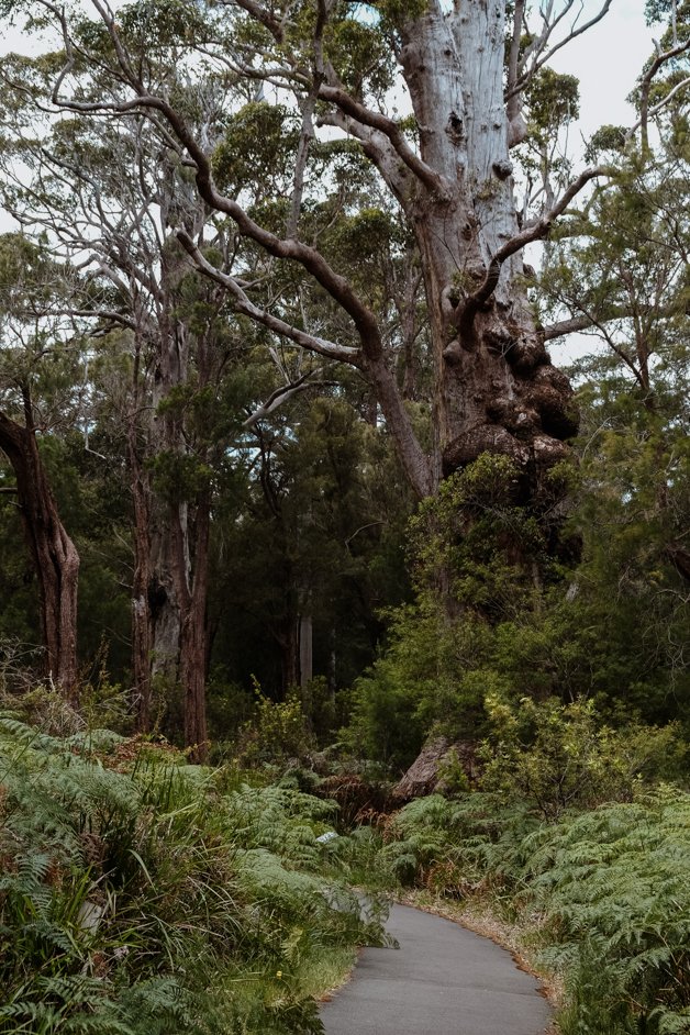 jana meerman giant tingle tree western australia-11