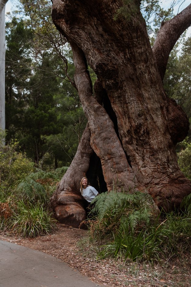 jana meerman giant tingle tree western australia-11