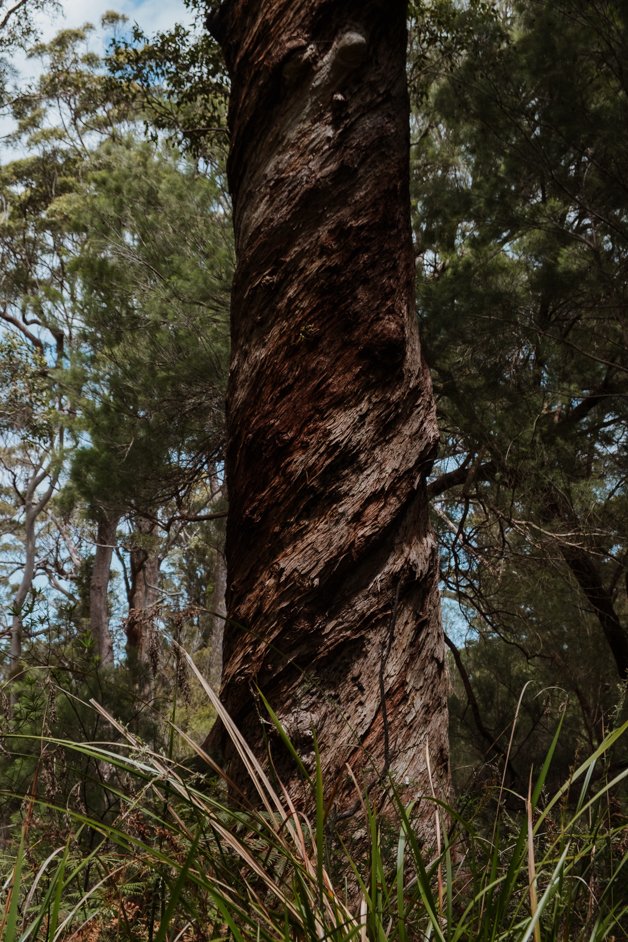 jana meerman giant tingle tree western australia-11