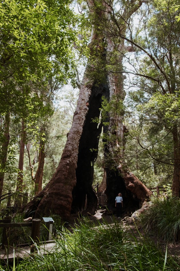 jana meerman giant tingle tree western australia-11