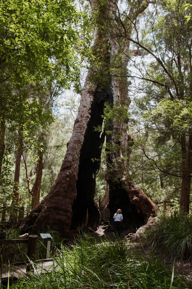jana meerman giant tingle tree western australia-11