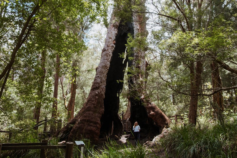 jana meerman giant tingle tree western australia-11