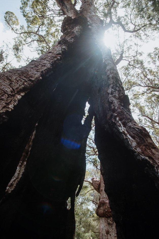 jana meerman giant tingle tree western australia-11