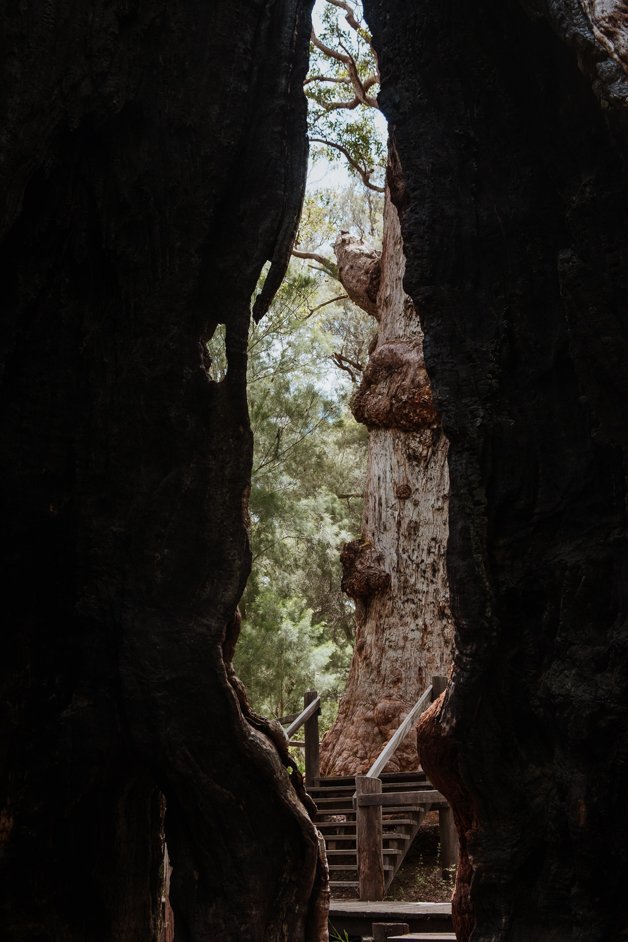 jana meerman giant tingle tree western australia-11