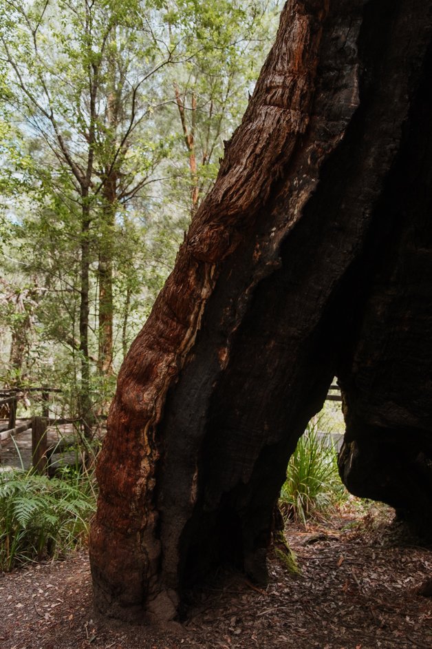 jana meerman giant tingle tree western australia-11