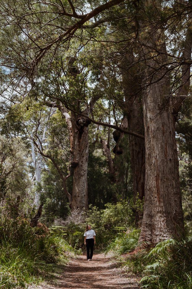 jana meerman giant tingle tree western australia-28