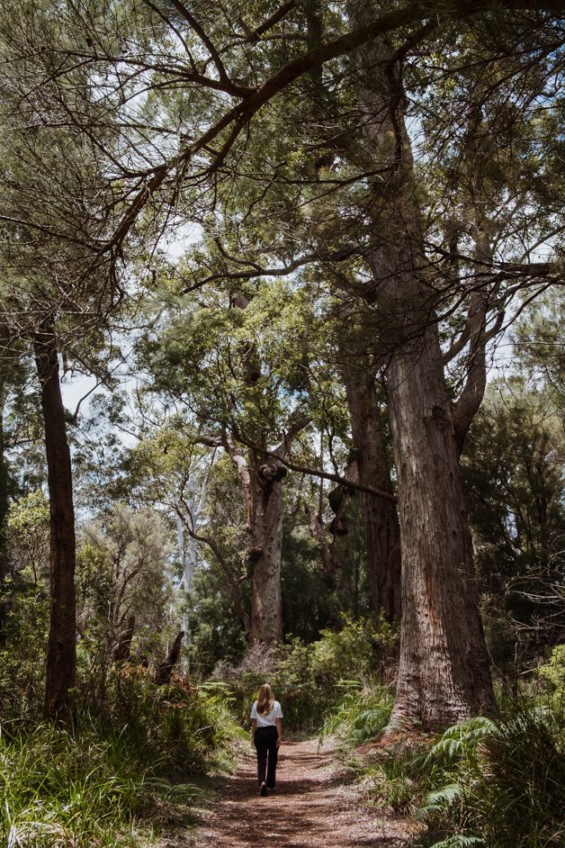 jana meerman giant tingle tree western australia-28