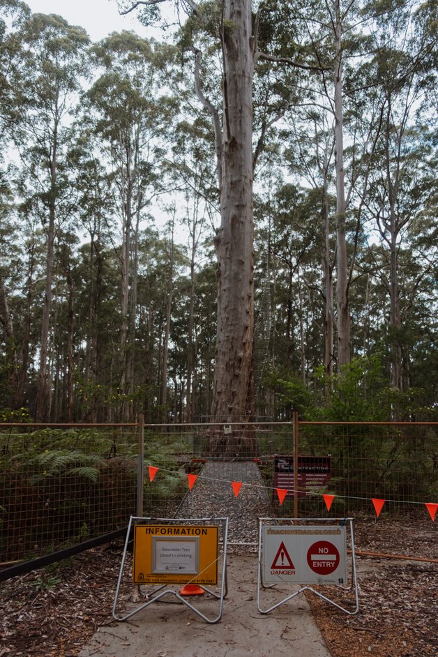 jana meerman gloucester tree western australia-2