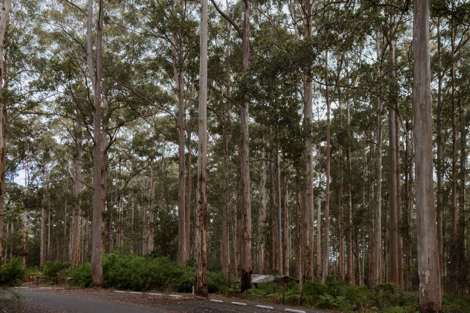 Visiting the Gloucester Tree in Pemberton, Australia