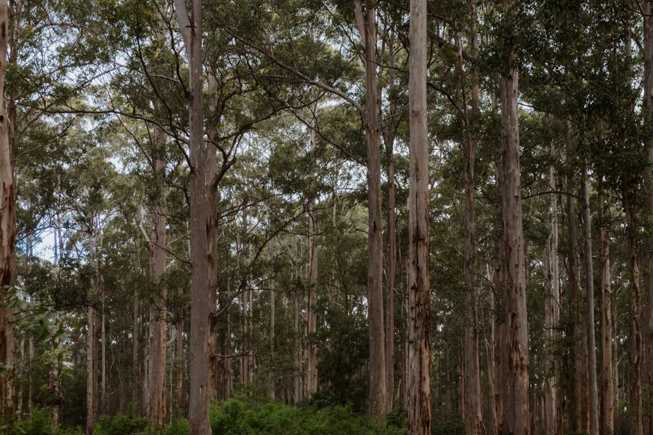 jana meerman gloucester tree western australia-11