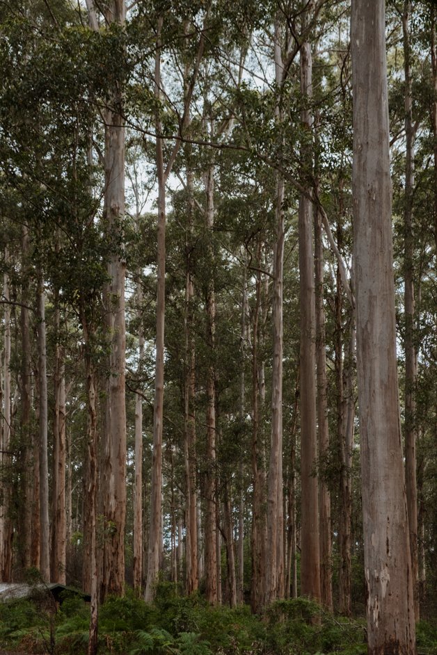 jana meerman gloucester tree western australia-2