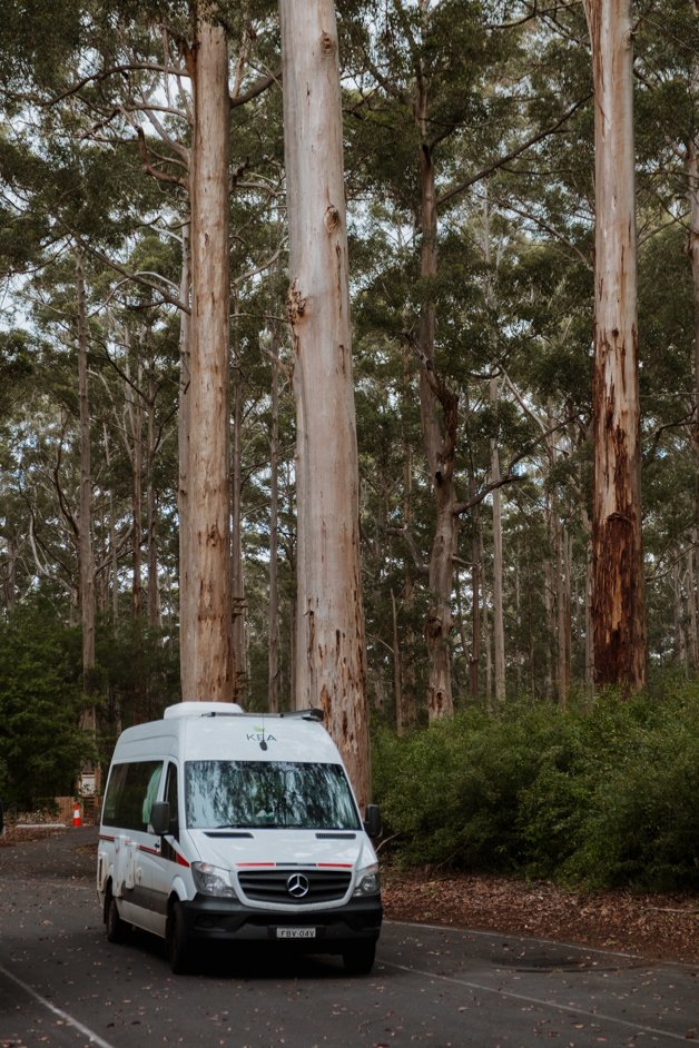 jana meerman gloucester tree western australia-13