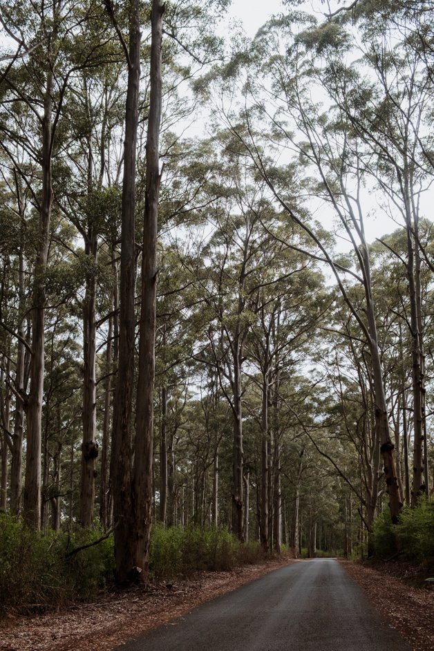 jana meerman gloucester tree western australia-13