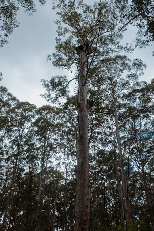 jana meerman gloucester tree western australia-2
