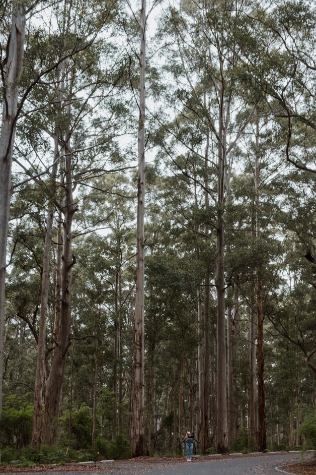 jana meerman gloucester tree western australia-2