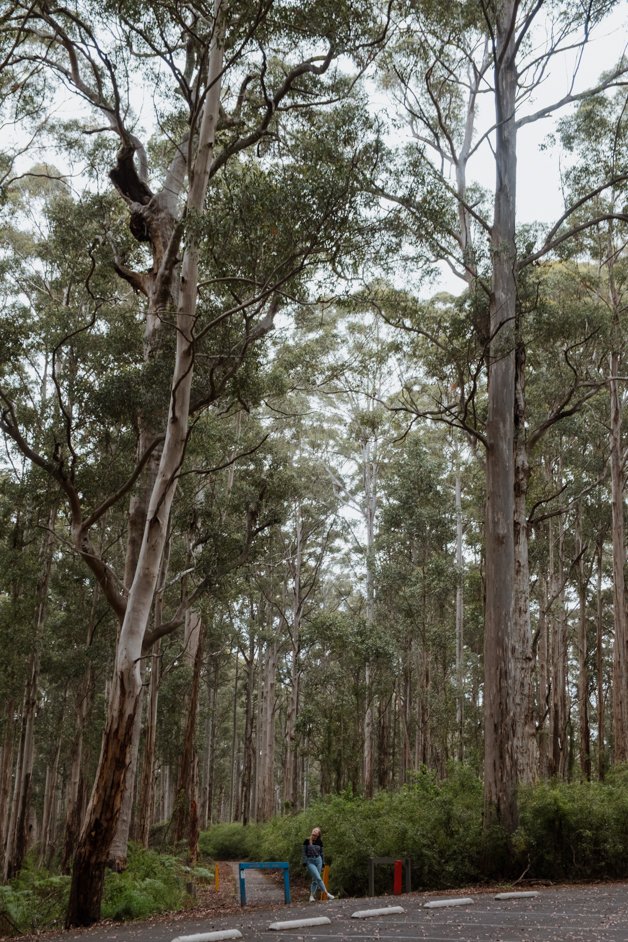 jana meerman gloucester tree western australia-2