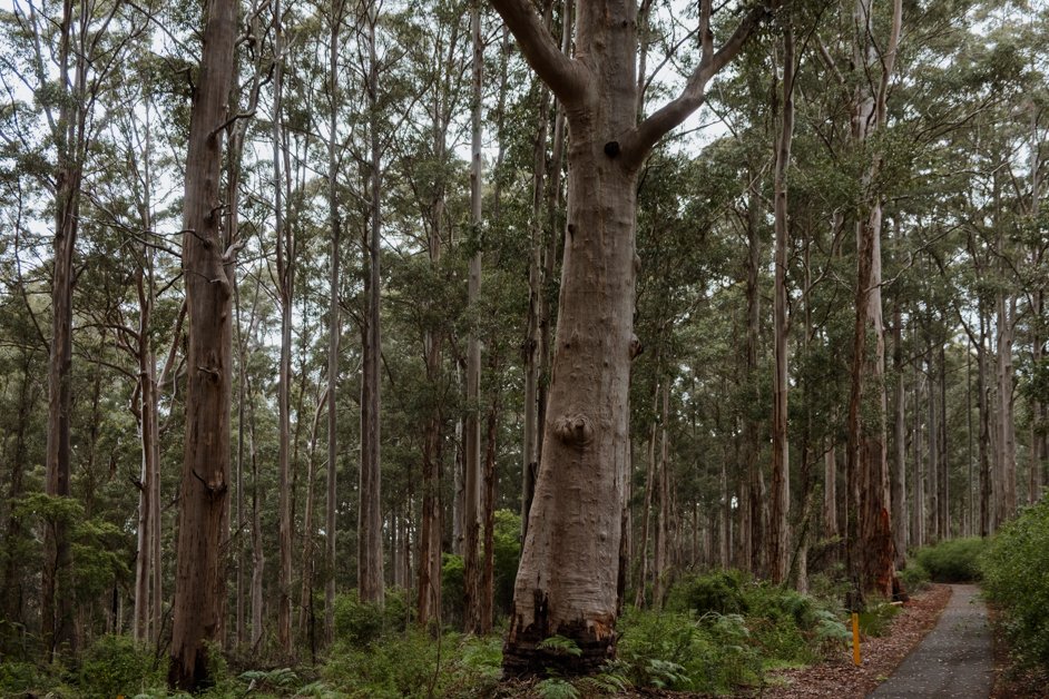 jana meerman gloucester tree western australia-2