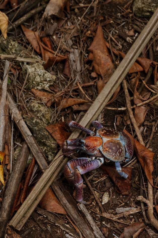 jana meerman greta beach christmas island-03