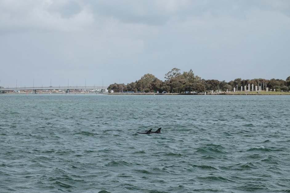 Seeing Dolphins in Mandurah, Australia