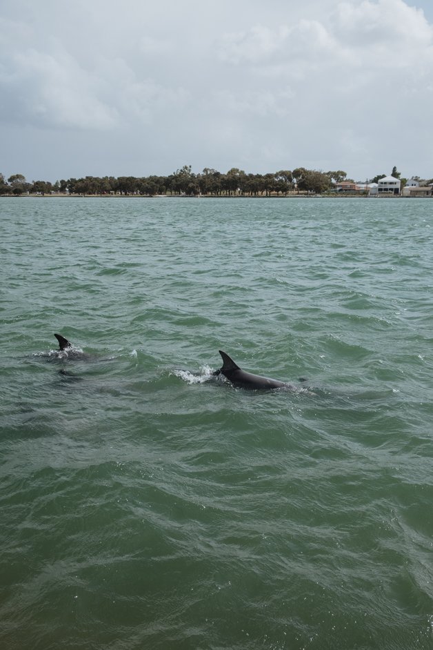 jana meerman mandurah dolphins australia-24