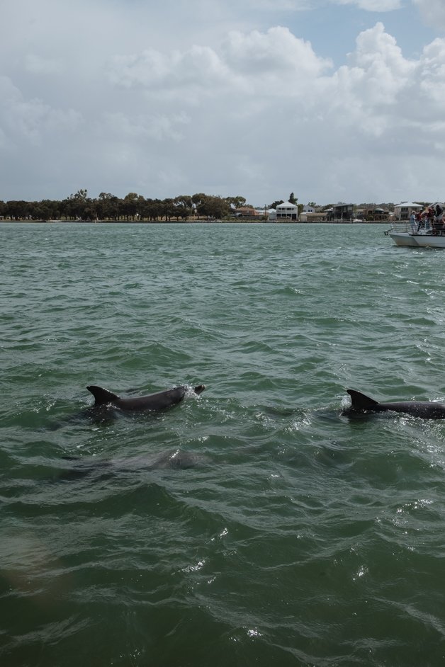 jana meerman mandurah dolphins australia-24