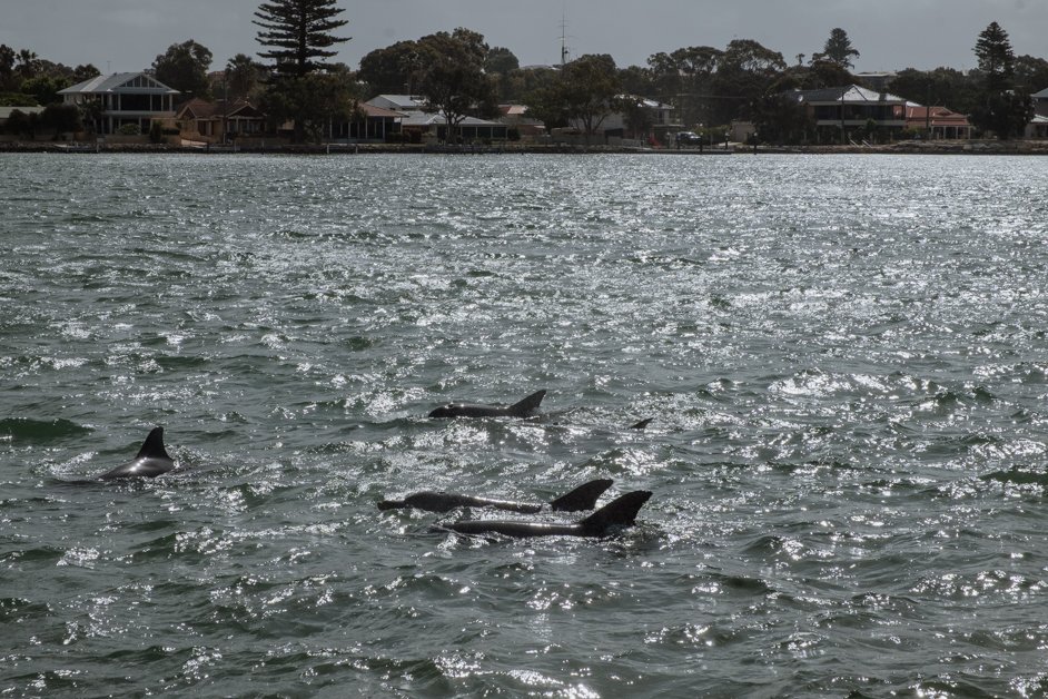 jana meerman mandurah dolphins australia-24