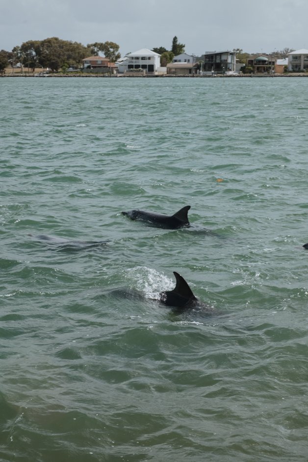 jana meerman mandurah dolphins australia-24