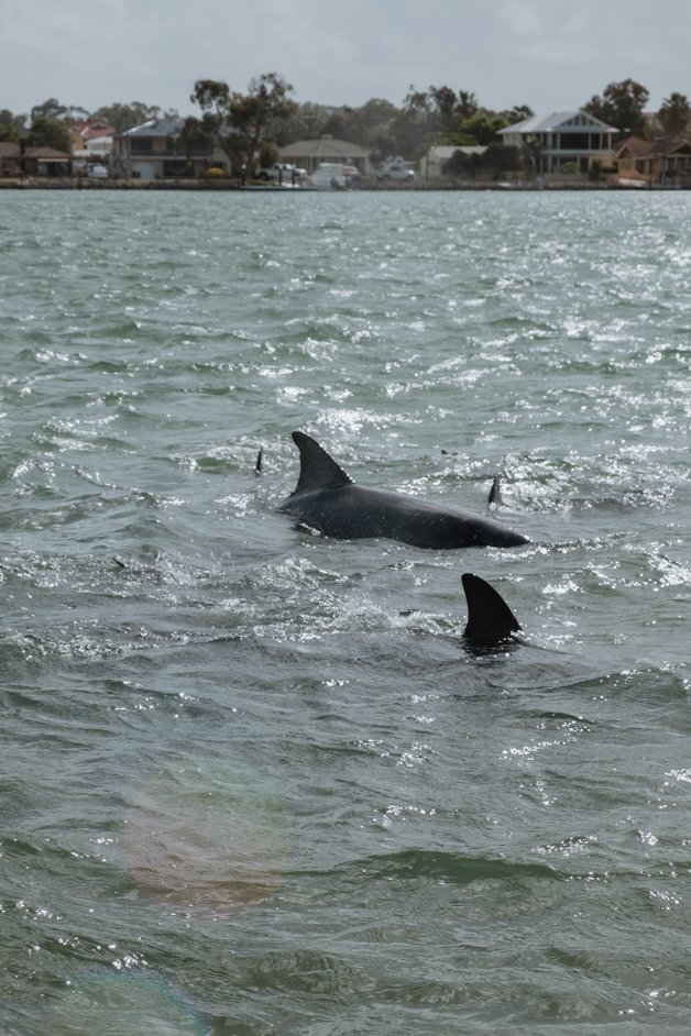 jana meerman mandurah dolphins australia-24