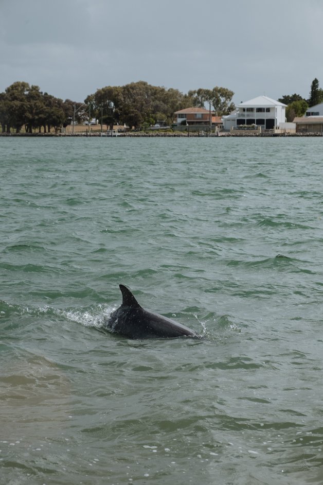 jana meerman mandurah dolphins australia-24