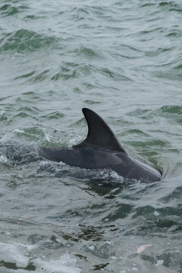 jana meerman mandurah dolphins australia-24