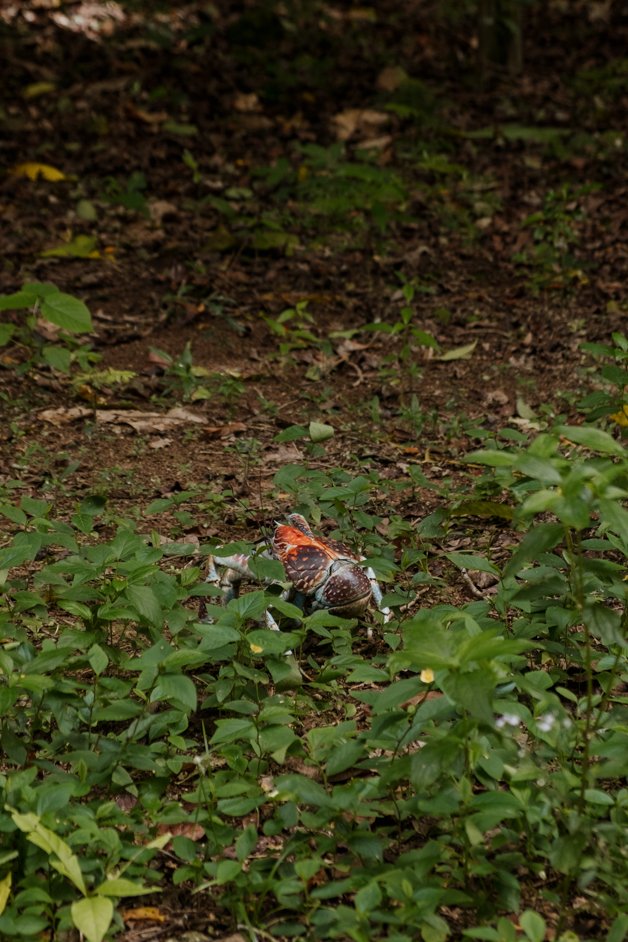 jana meerman blowholes christmas island-27