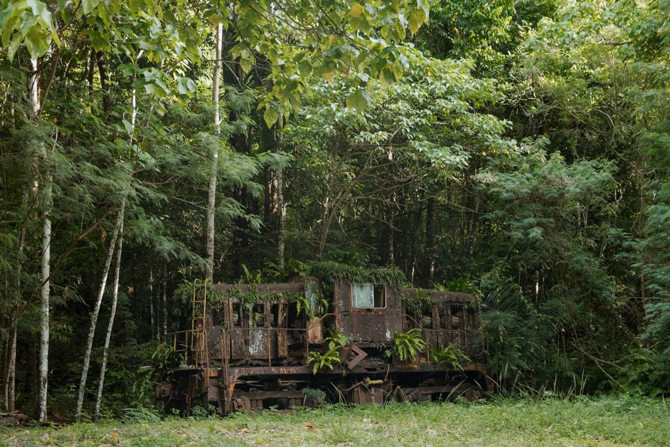 jana meerman red crab migration christmas island-15
