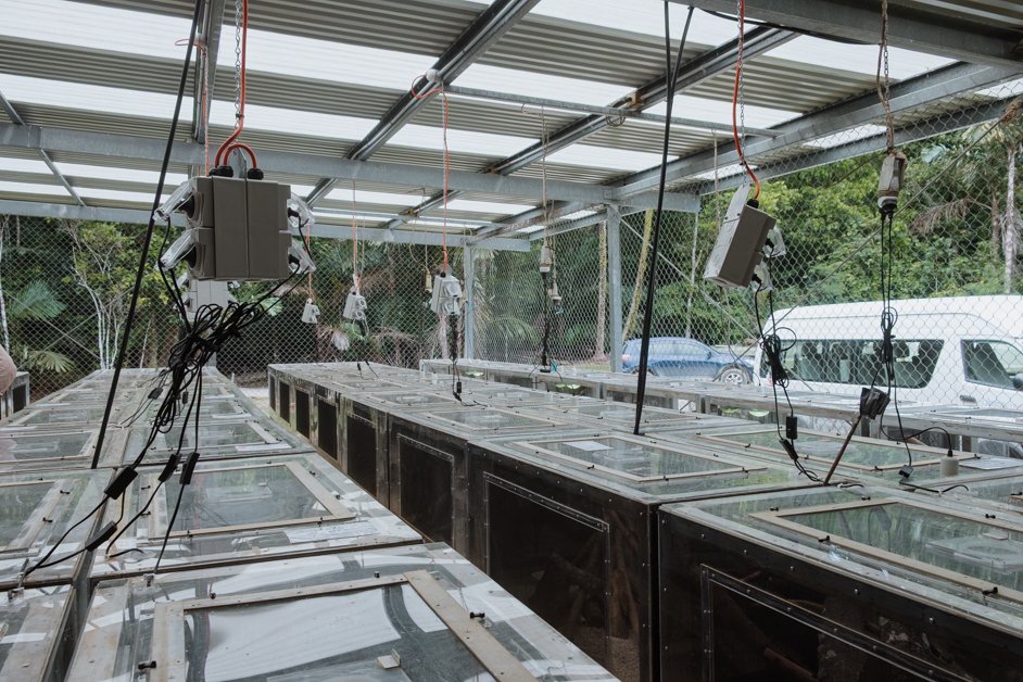 jana meerman pink house research station christmas island-4