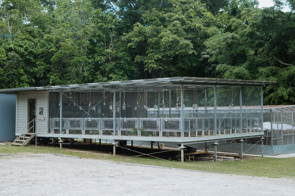 jana meerman pink house research station christmas island-4