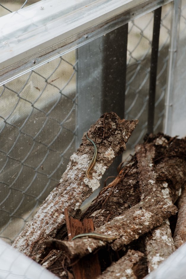 jana meerman pink house research station christmas island-4