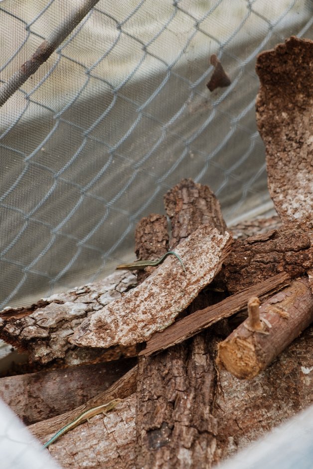 jana meerman pink house research station christmas island-4