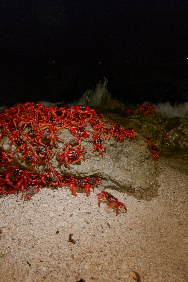 jana meerman red crab migration christmas island-01