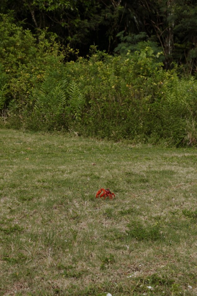 jana meerman red crab migration christmas island-01