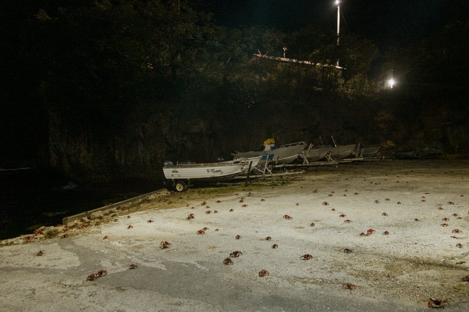 jana meerman red crab migration christmas island-10